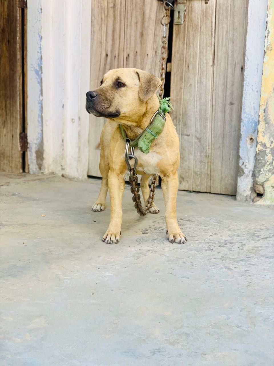 Photo of the dog