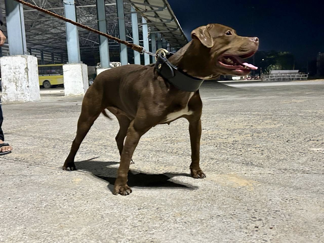 Photo of the dog