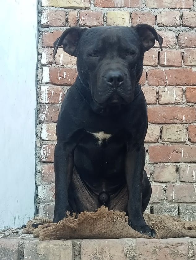 Photo of the dog