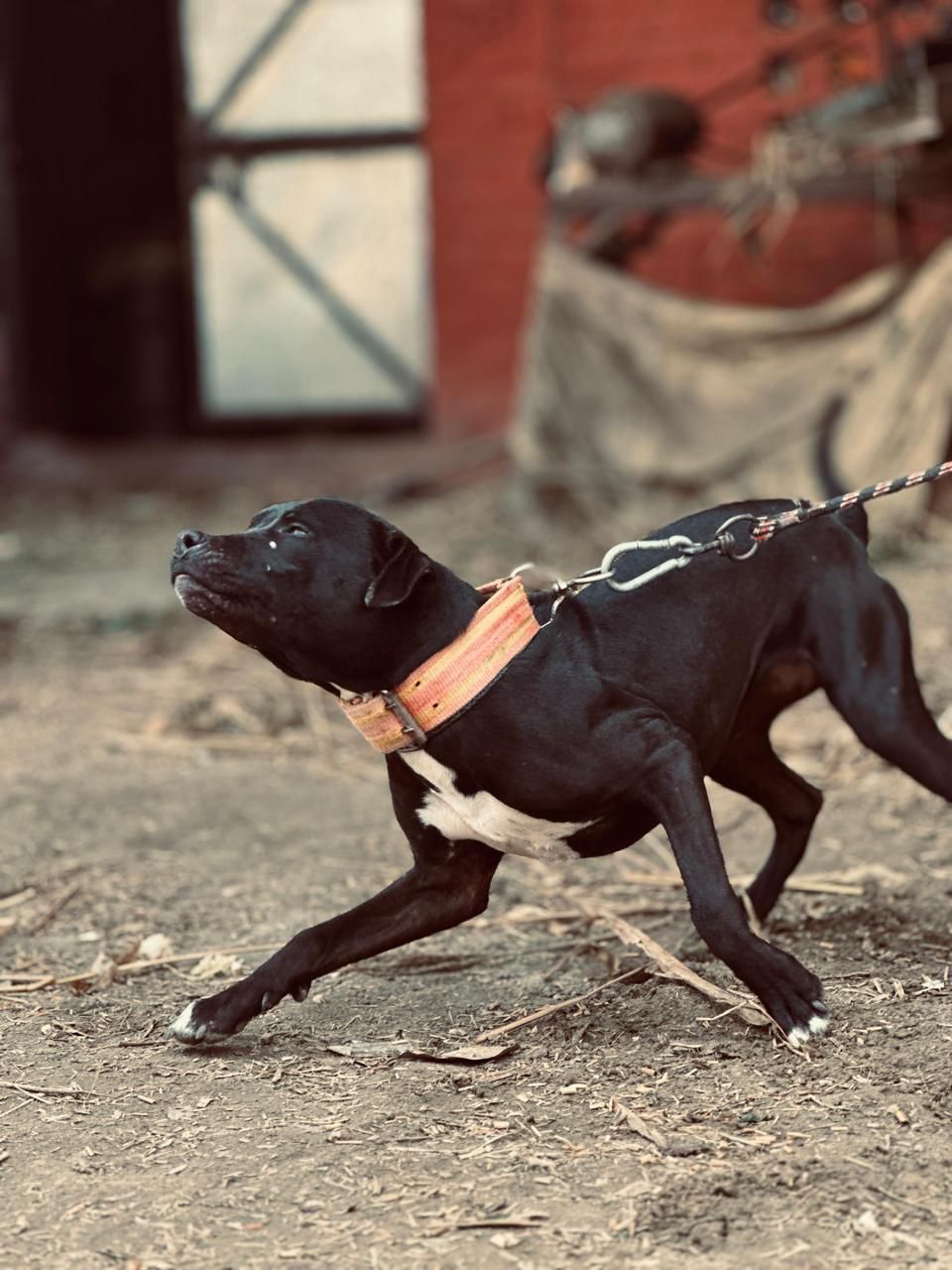 Photo of the dog
