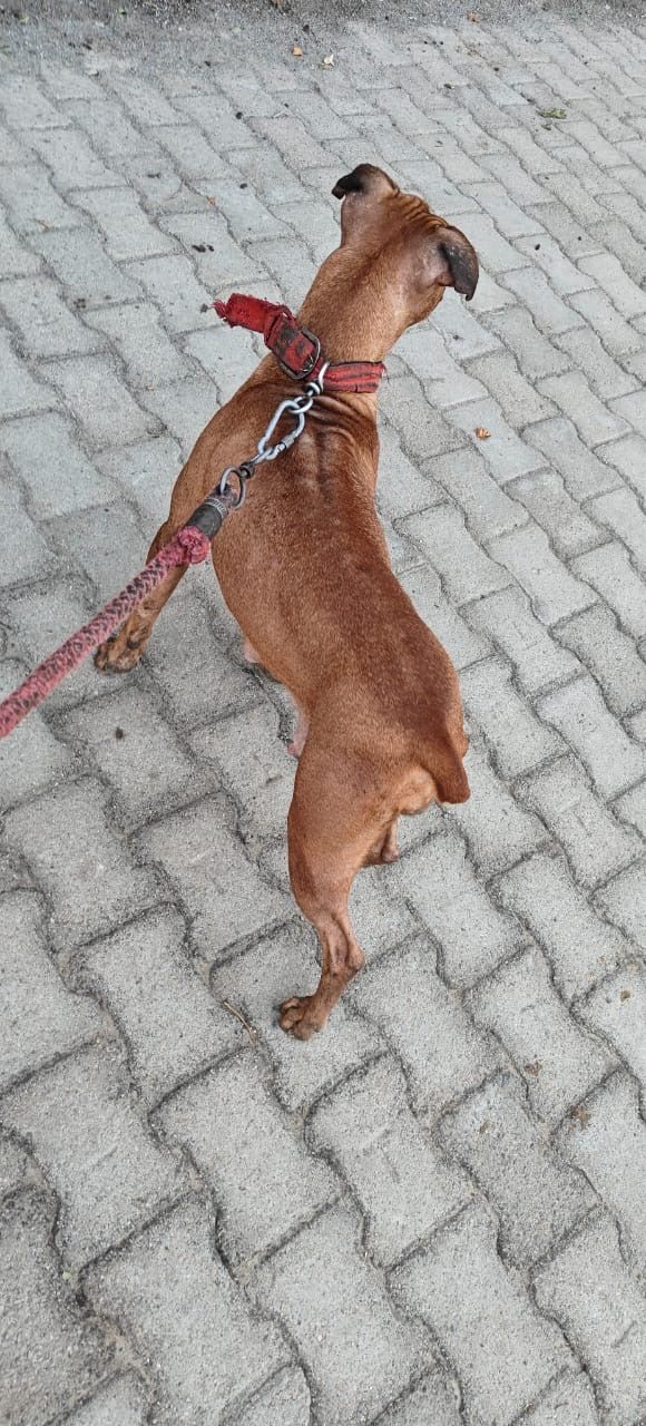Photo of the dog