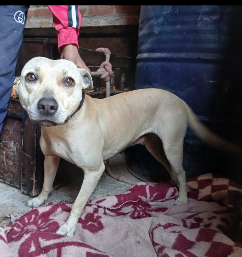 Photo of the dog