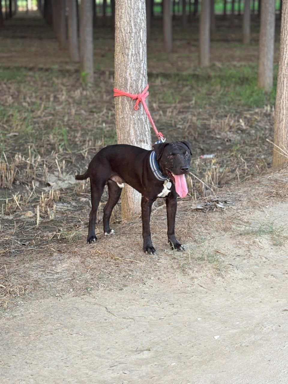 Photo of the dog
