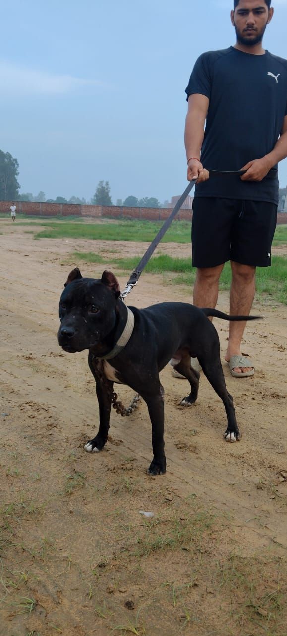 Photo of the dog
