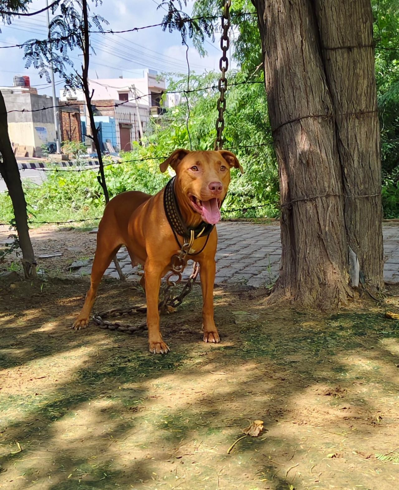 Photo of the dog