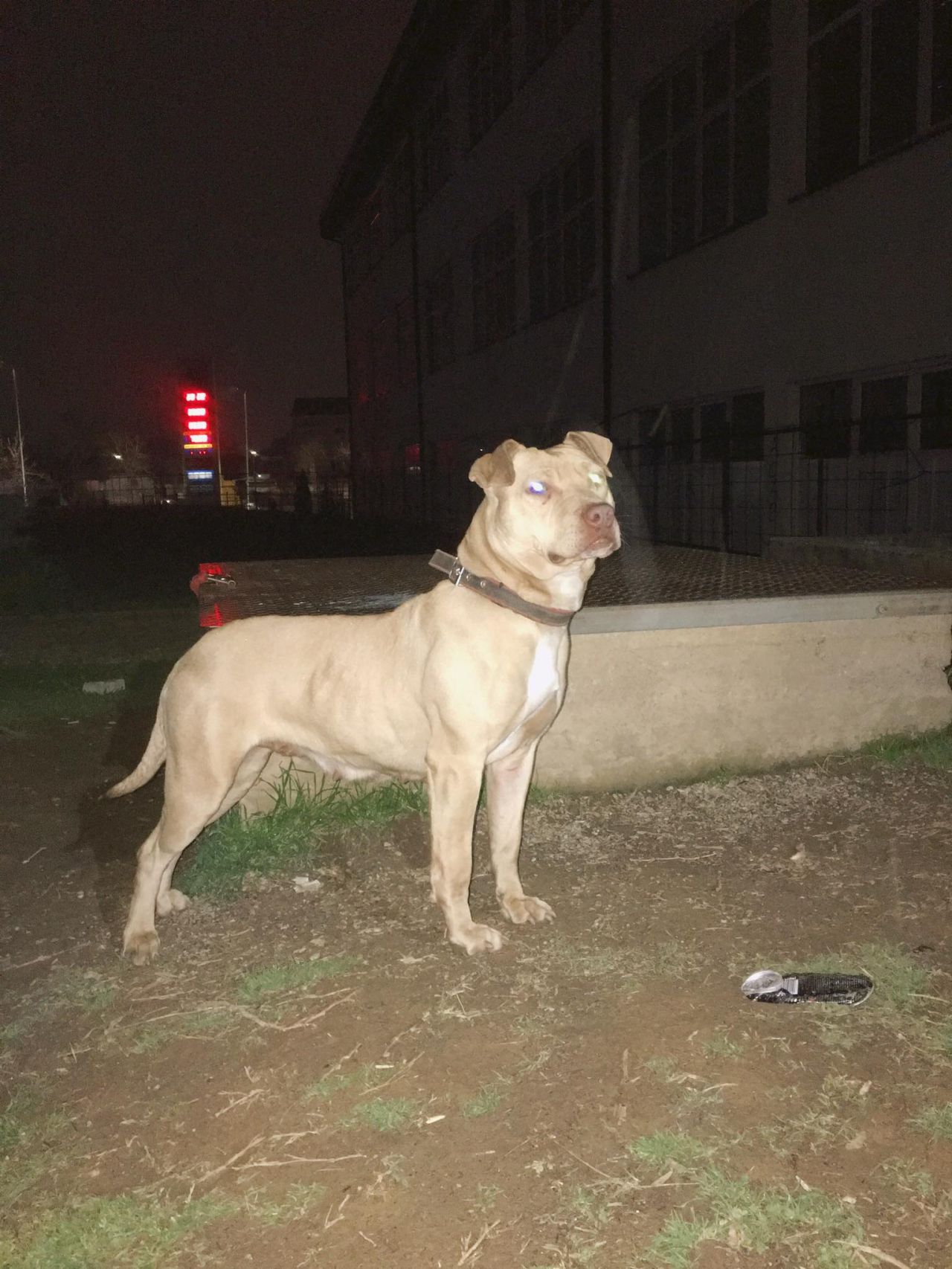 Photo of the dog