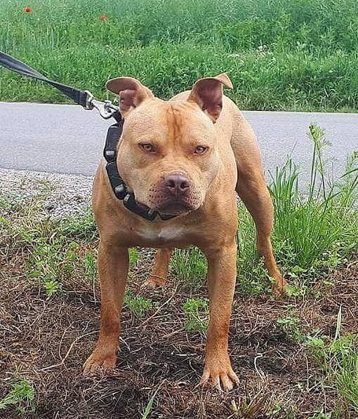 Photo of the dog