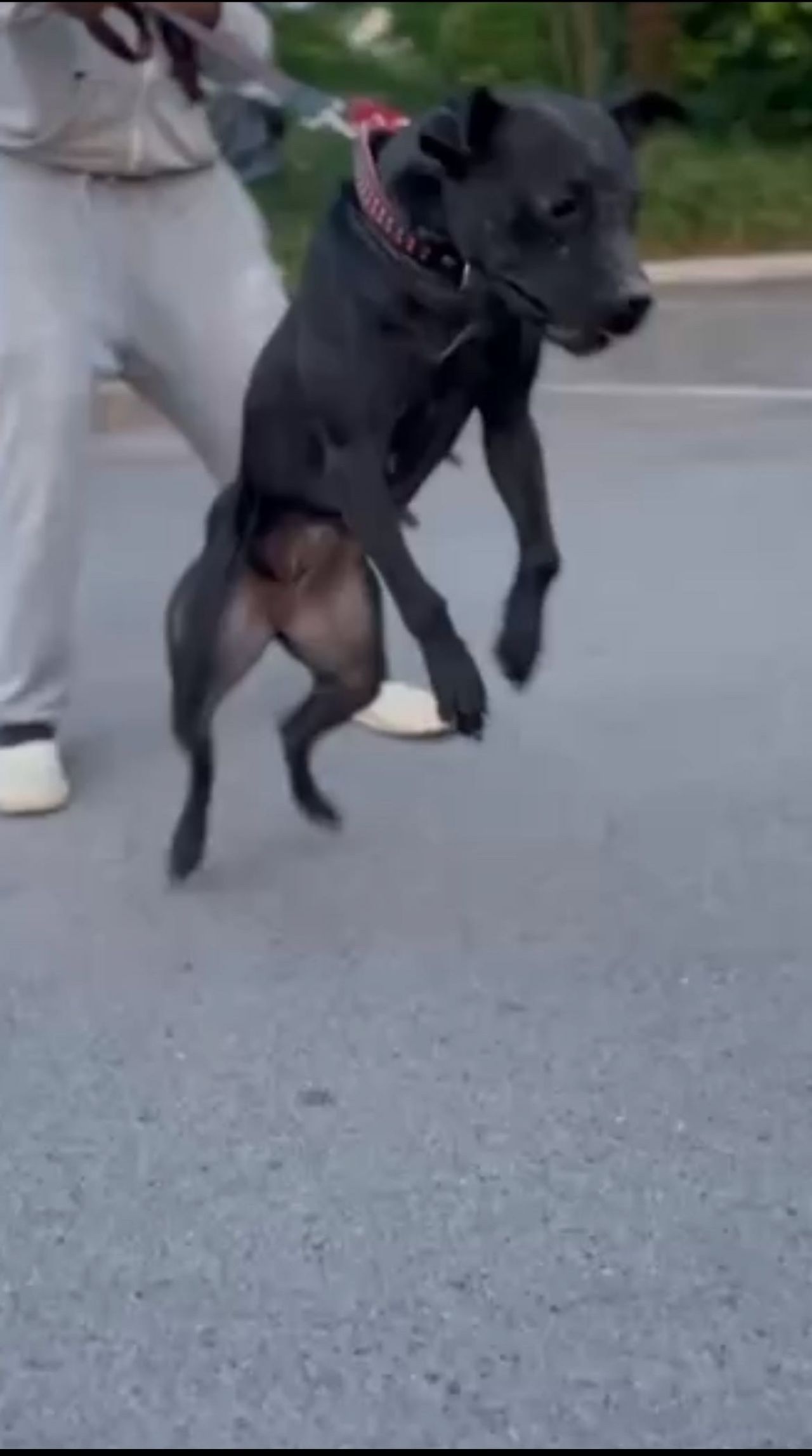 Photo of the dog