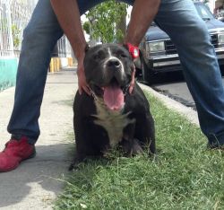 Photo of the dog