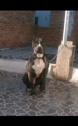 Photo of the dog