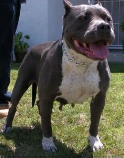 Photo of the dog