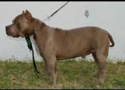 Photo of the dog