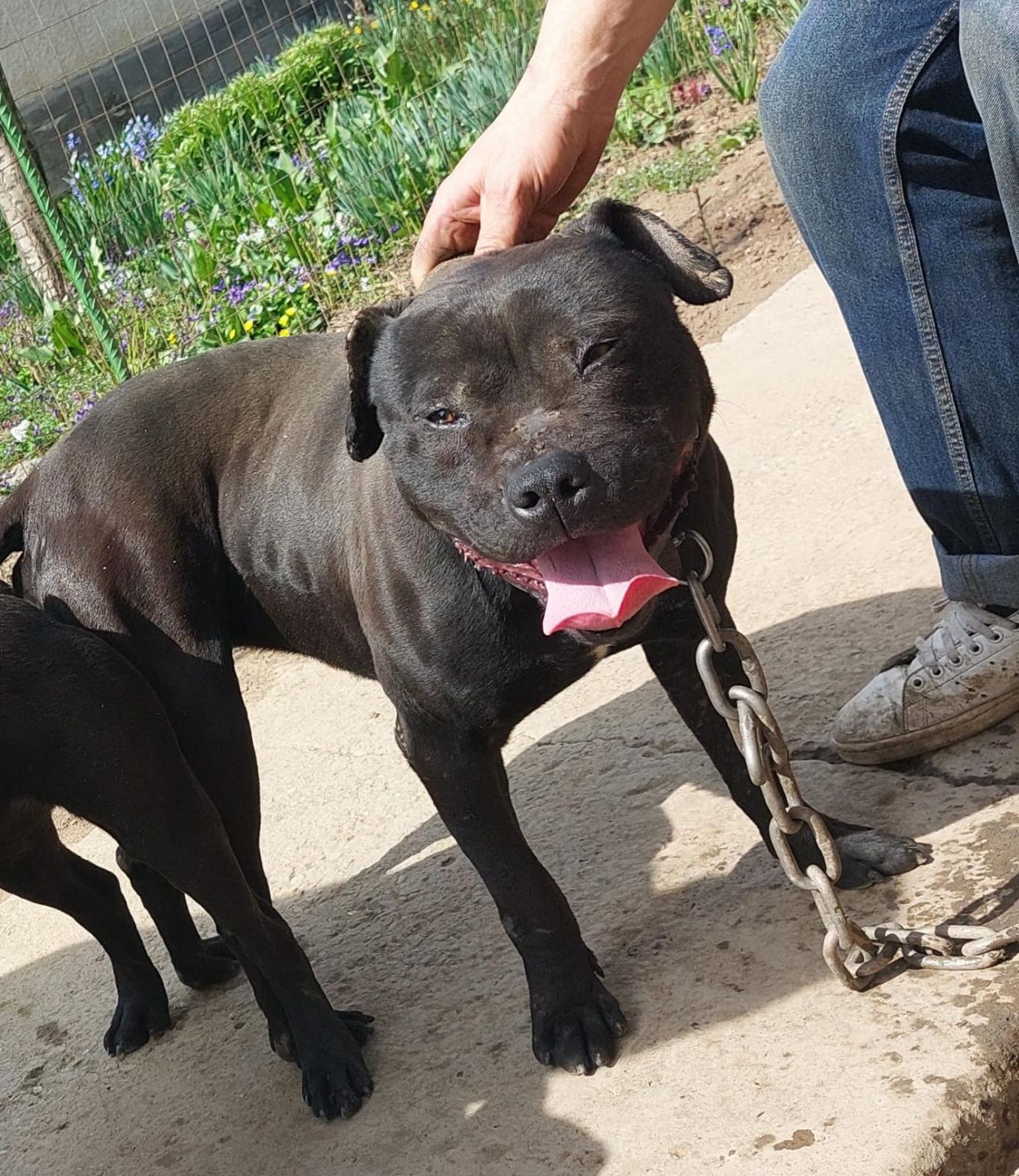 Photo of the dog