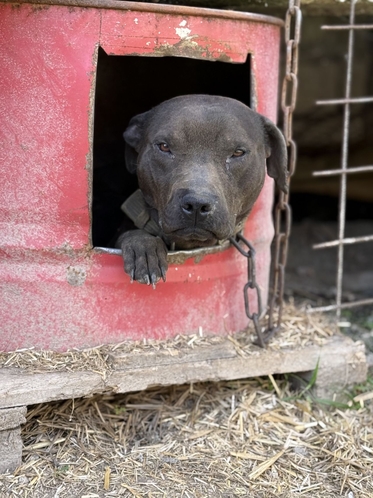 Photo of the dog