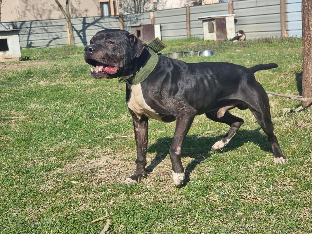 Photo of the dog