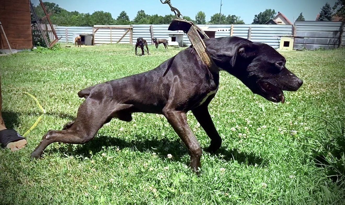 Photo of the dog