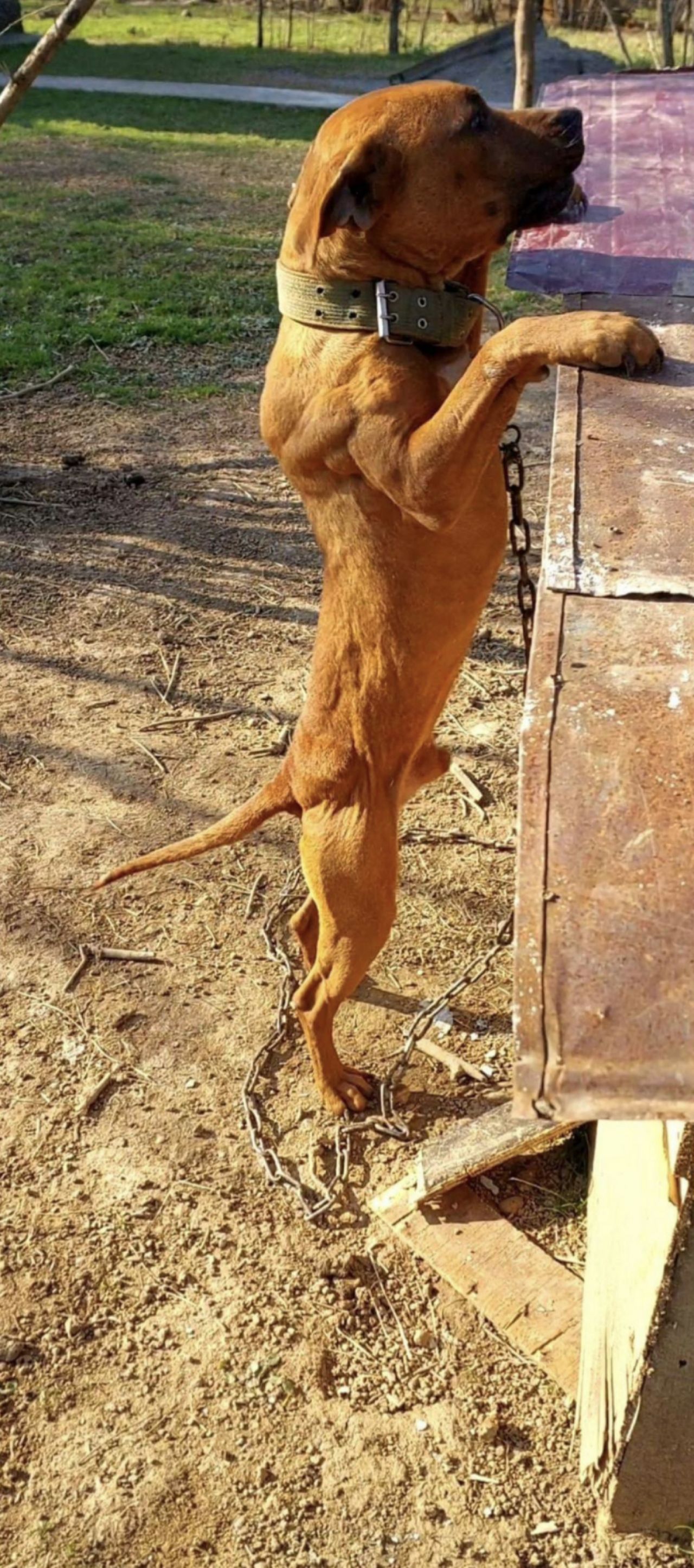 Photo of the dog