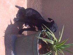 Photo of the dog