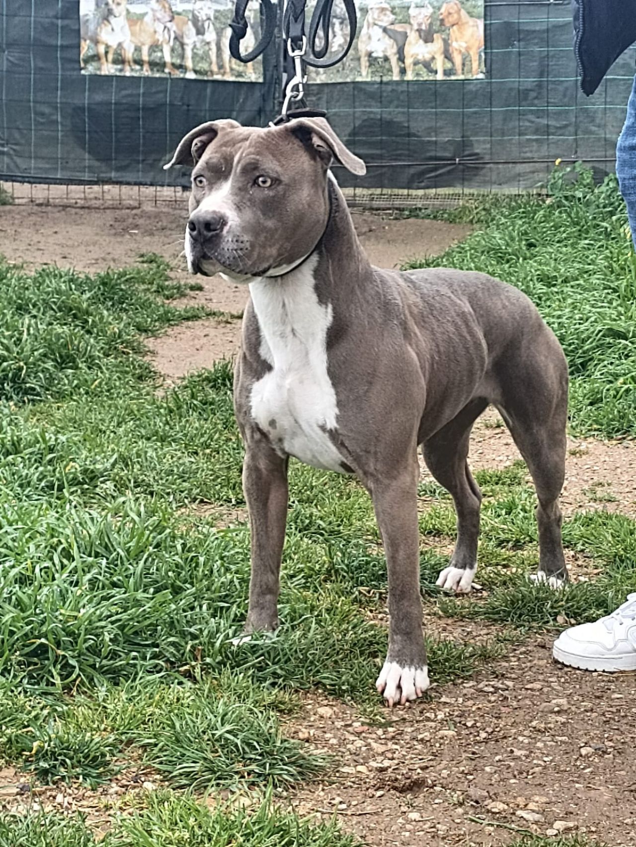 Photo of the dog