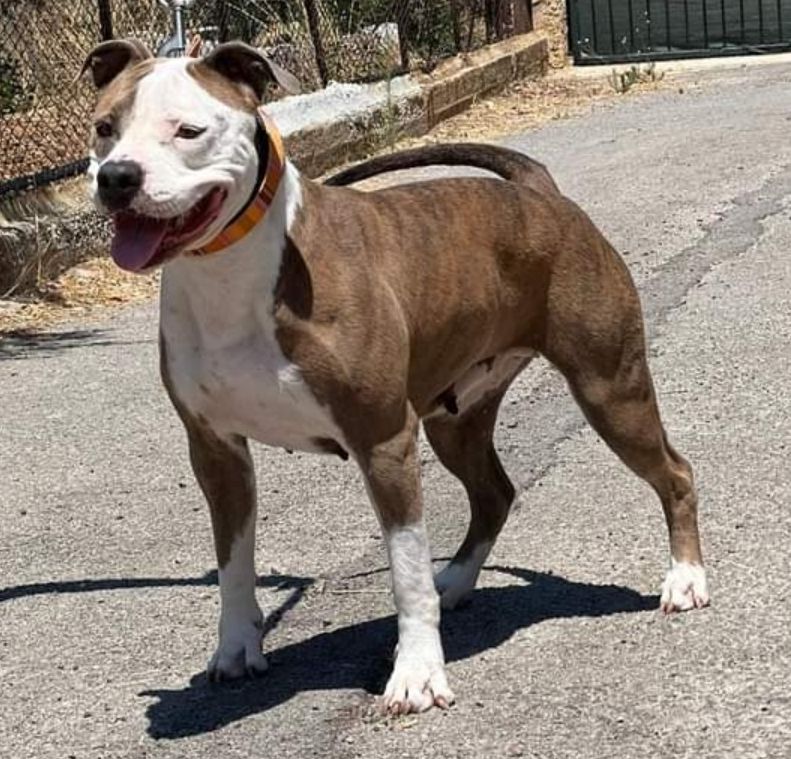 Photo of the dog