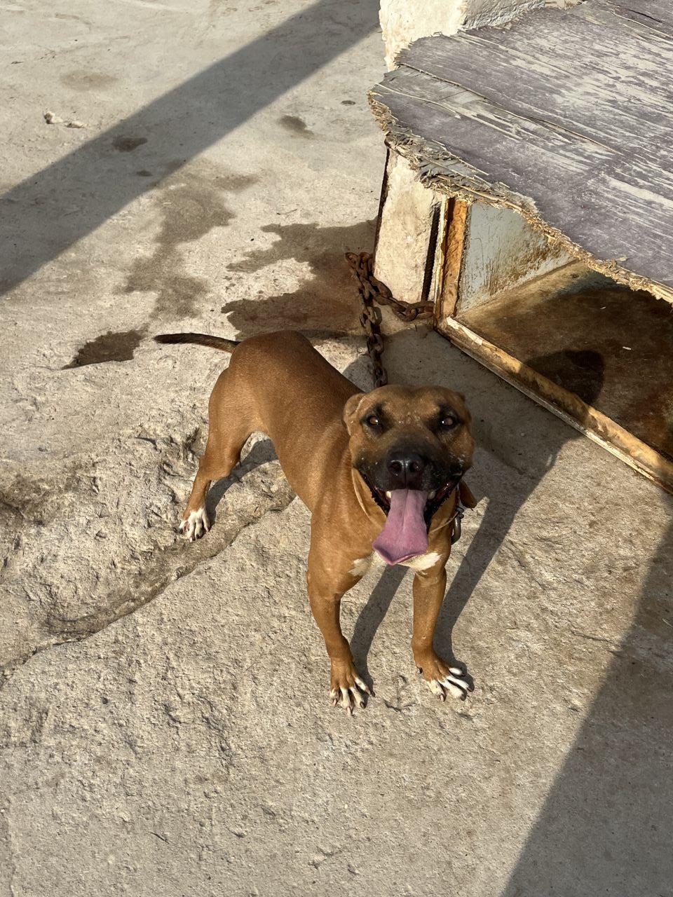 Photo of the dog