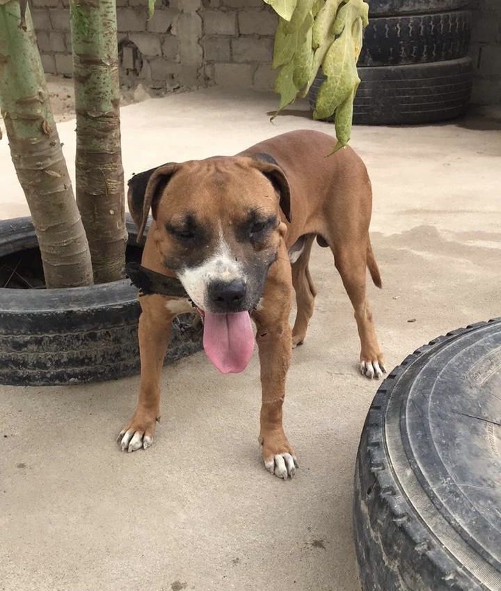 Photo of the dog
