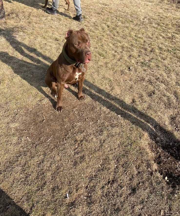 Photo of the dog