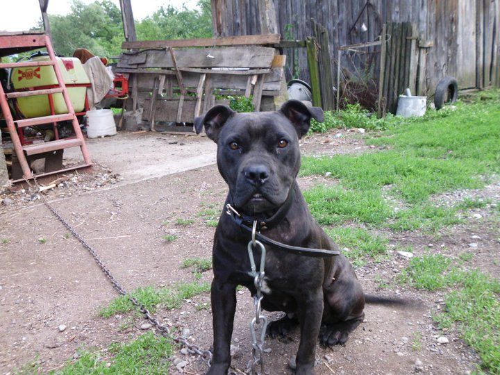 Photo of the dog