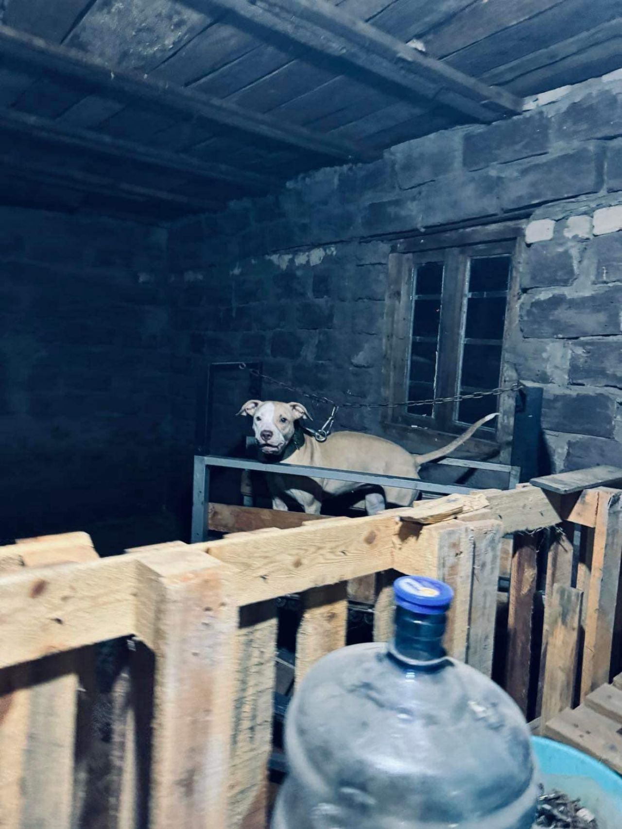 Photo of the dog