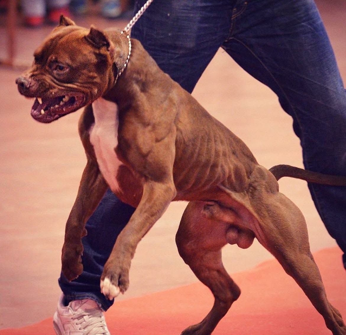 Photo of the dog