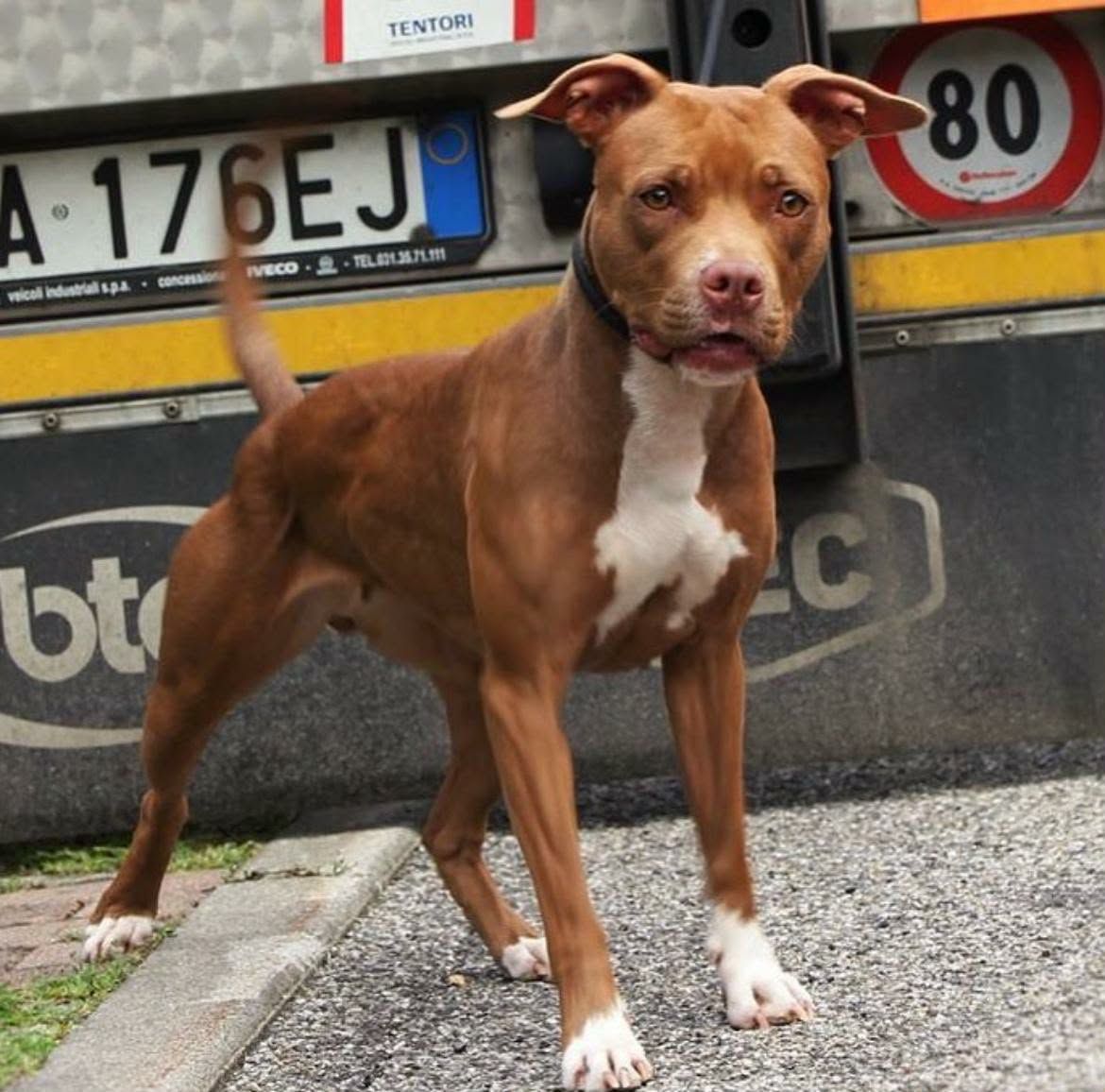 Photo of the dog
