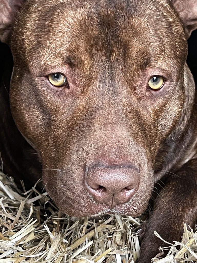 Photo of the dog