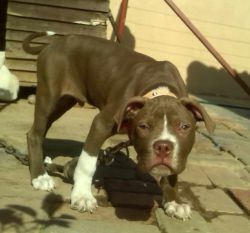 Photo of the dog