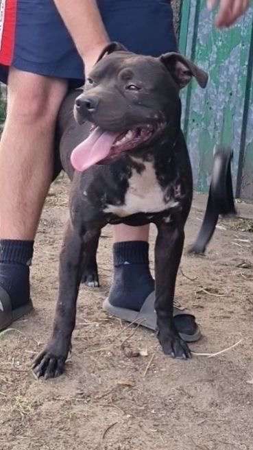Photo of the dog