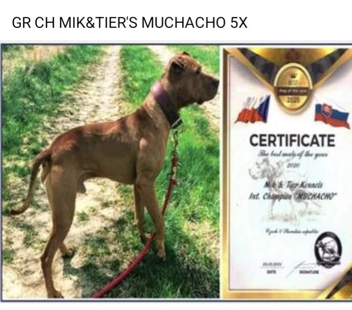 Photo of the dog