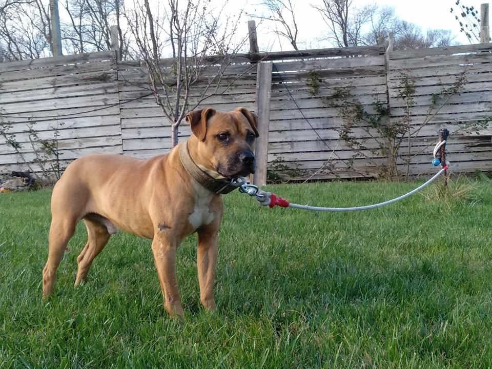 Photo of the dog