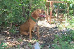 Photo of the dog