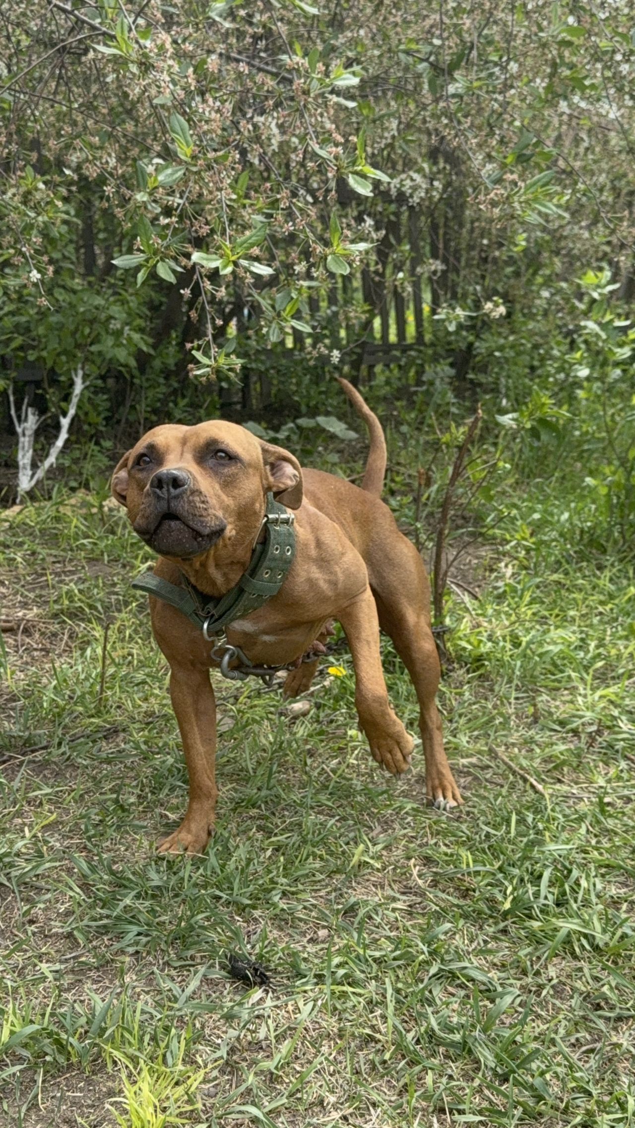 Photo of the dog