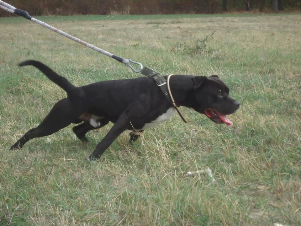 Photo of the dog