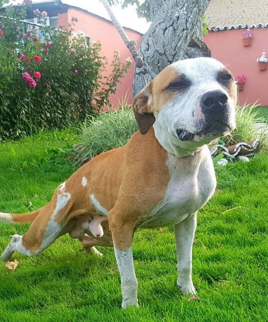 Photo of the dog
