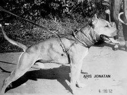Photo of the dog