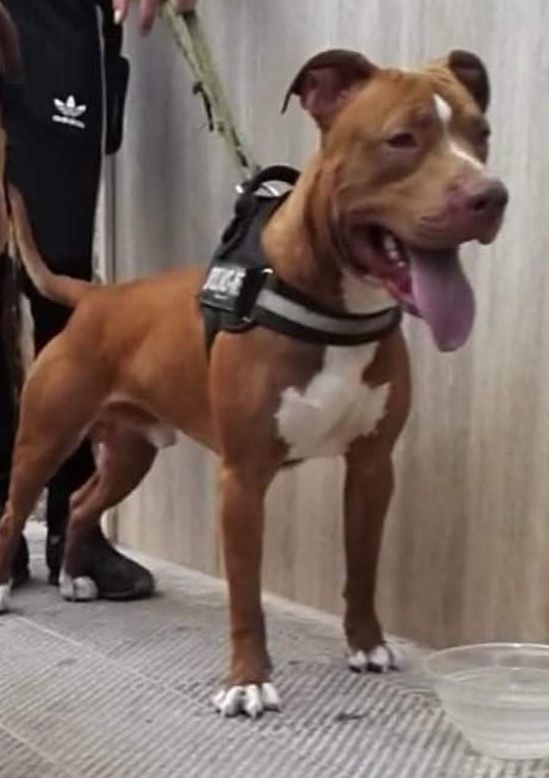 Photo of the dog