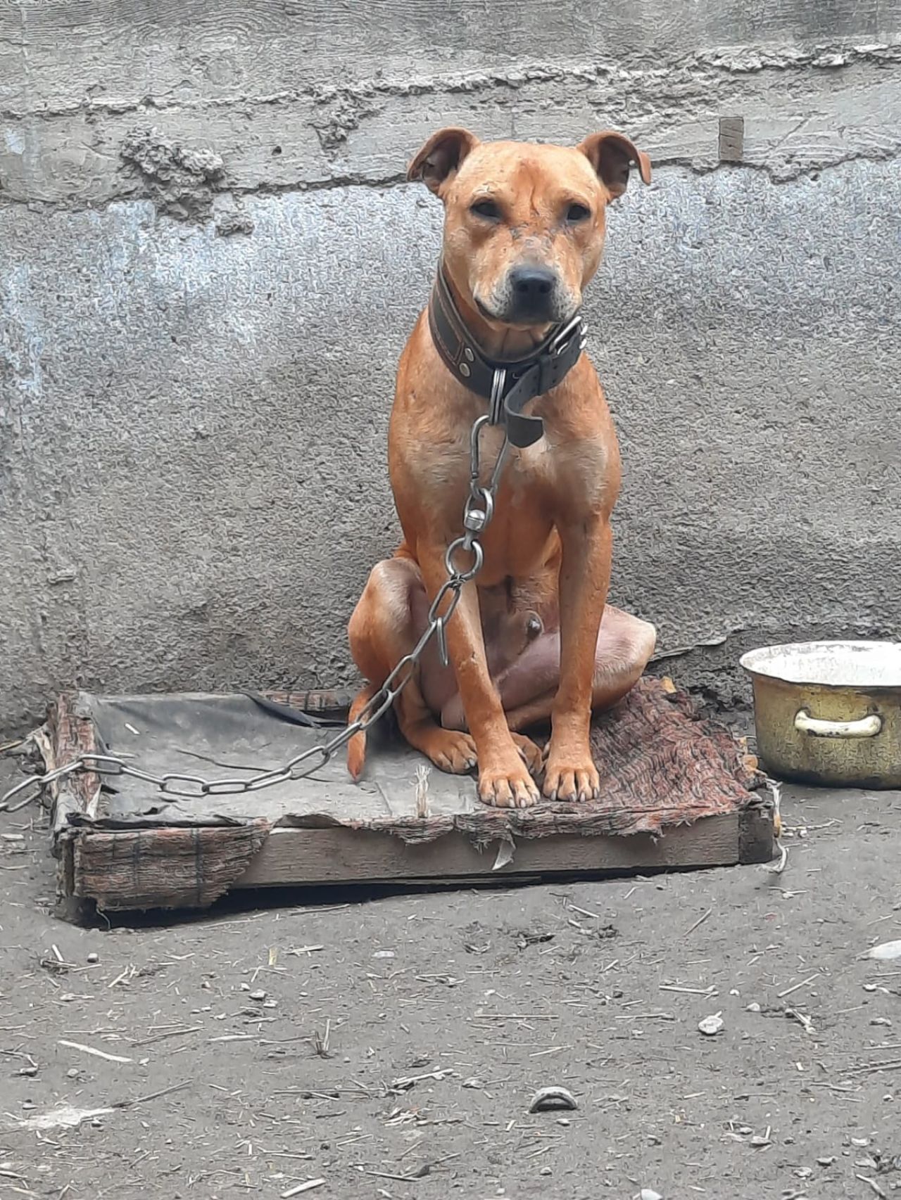 Photo of the dog