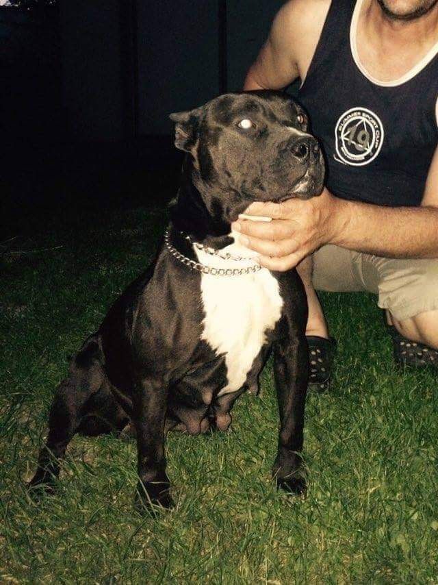 Photo of the dog