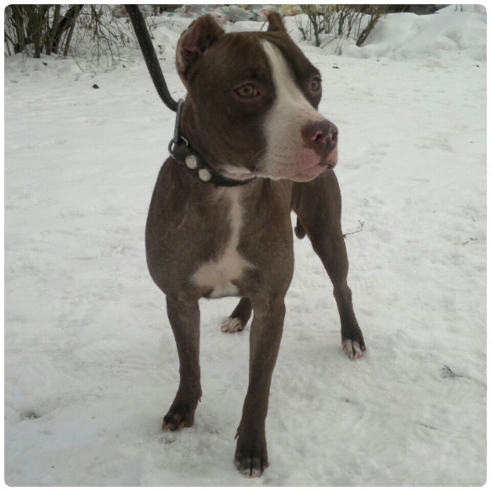 Photo of the dog
