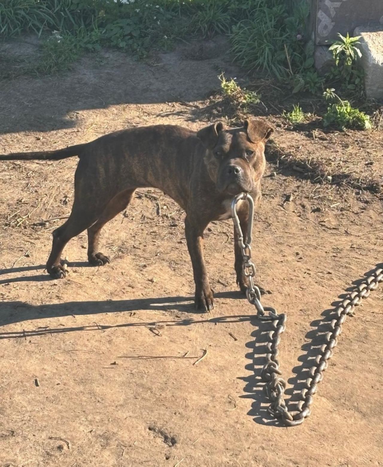 Photo of the dog