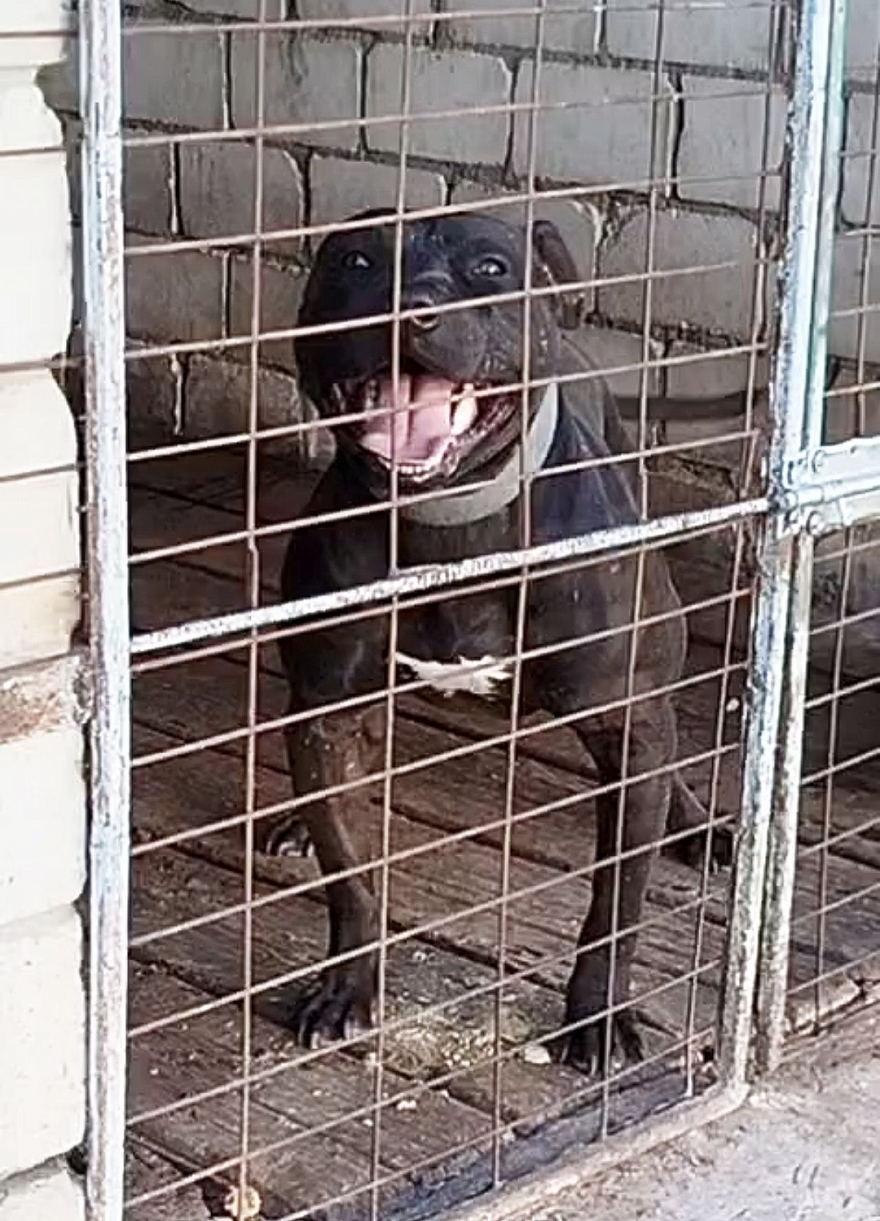 Photo of the dog