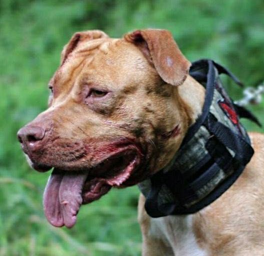 Photo of the dog