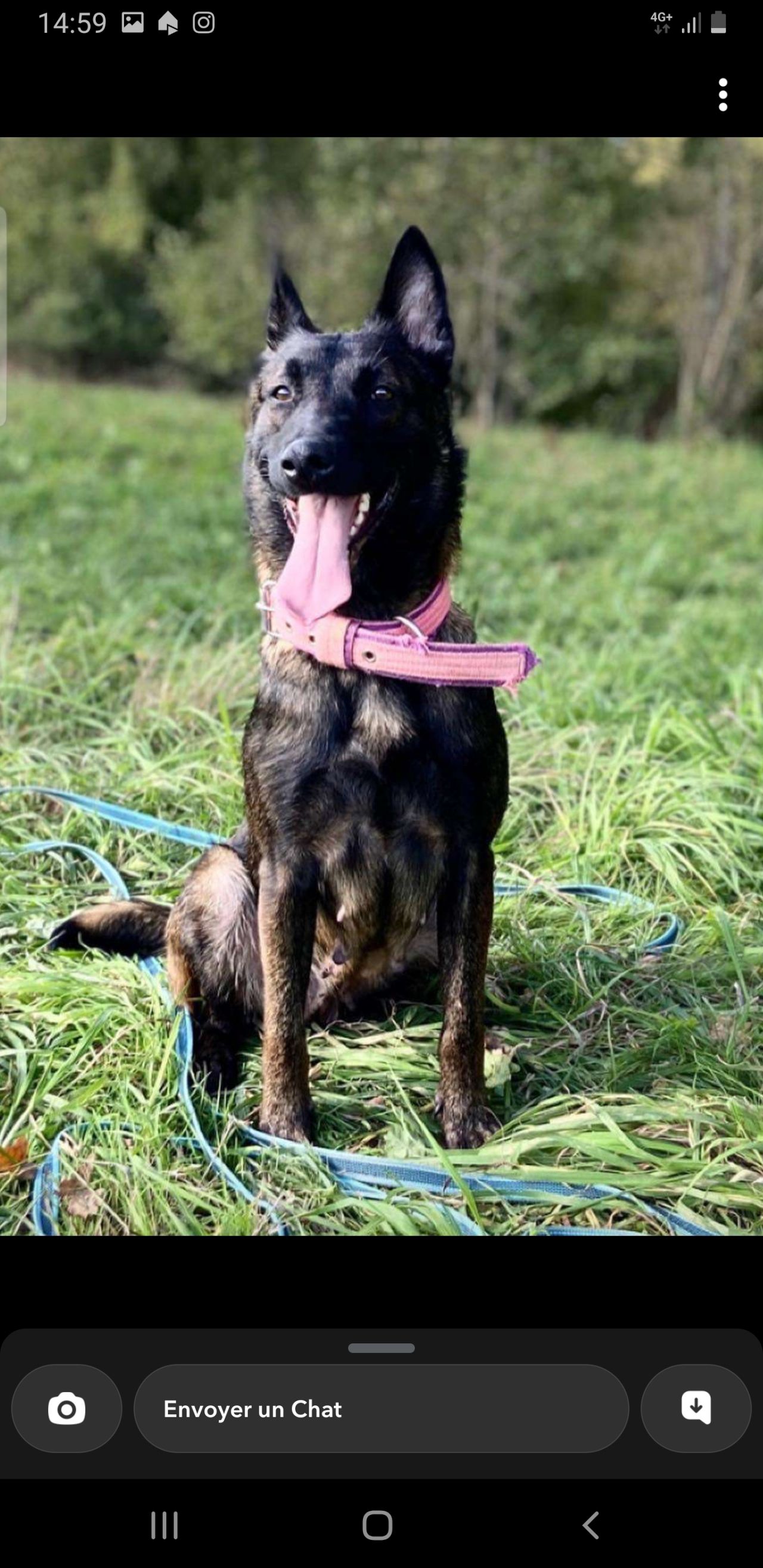 Photo of the dog