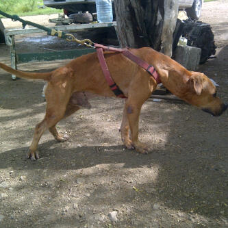 Photo of the dog
